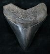 Black Megalodon Tooth - Medway Sound, GA #14468-1